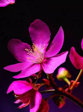 Антиперспирант спрей Rituals The Ritual of Yozakura Anti-Perspirant Spray 150 мл фото 1